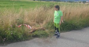 Trovato un maestoso capriolo adulto senza vita in via della Querciolaia, molto probabilmente è stato investito