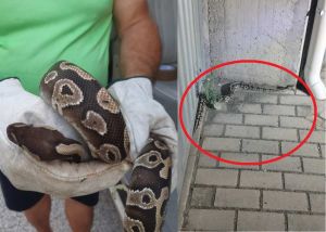 Pitone reale nel garage paura nella notte a Livorno