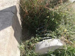 Quartiere Venezia rastrelliere per bici abbandonate e invase dalla vegetazione