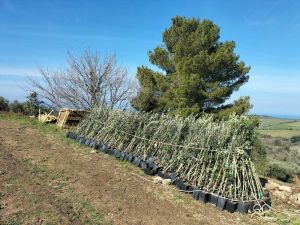 Scapigliato Alberi già fornite 43mila piante al territorio locale, raddoppieranno in autunno. Il link per fare domanda