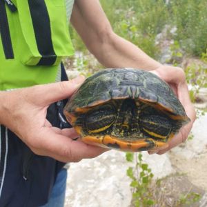 Tartaruga invasiva per l'ecosistema abbandonata nel Rio Maggiore, Anpana la recupera
