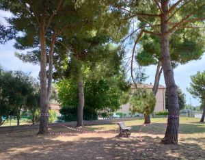 Rosignano Solvay rami pericolanti nell'area sgambatura cani, rimuovere urgentemente il pericolo