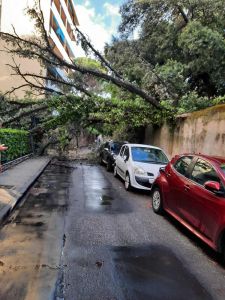 Vento, perchè gli alberi cadono? Il Dossier Lipu con risposte e soluzioni