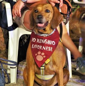 Quattro zampe in festa a Quercianella, il programma di "Un martedì da cani"