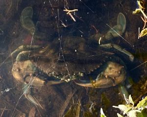 Vada: gli invasivi Granchi blu avvistati nella zona delle Spiagge Bianche