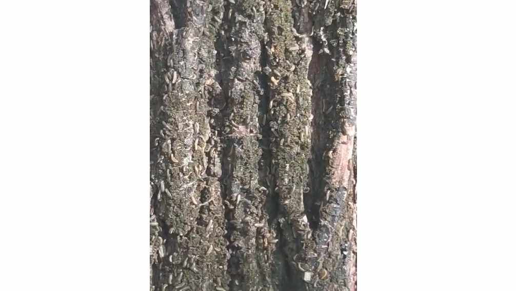 vermi su alberi in piazza mazzini