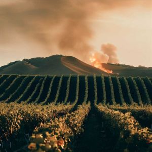 vigneto incendio