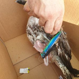 Anpana Livorno: dal gabbiano "preso all'amo" ad animali ritrovati, una settimana di soccorsi e salvataggi