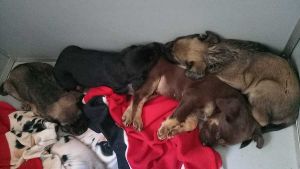 L'appello: "non date in adozione i cuccioli prima del tempo necessario" 