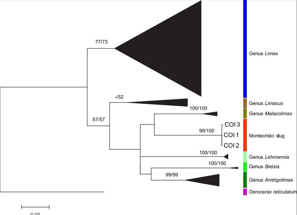 Scoperta una nuova specie di lumaca, la Weltersia Obscura. il tesoro di Montecristo è la biodiversità