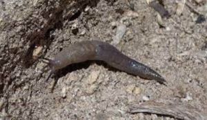 Scoperta una nuova specie di lumaca, la Weltersia Obscura. il tesoro di Montecristo è la biodiversità