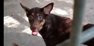 Trovato un cane vagante in via delle Sorgenti, si cerca il proprietario