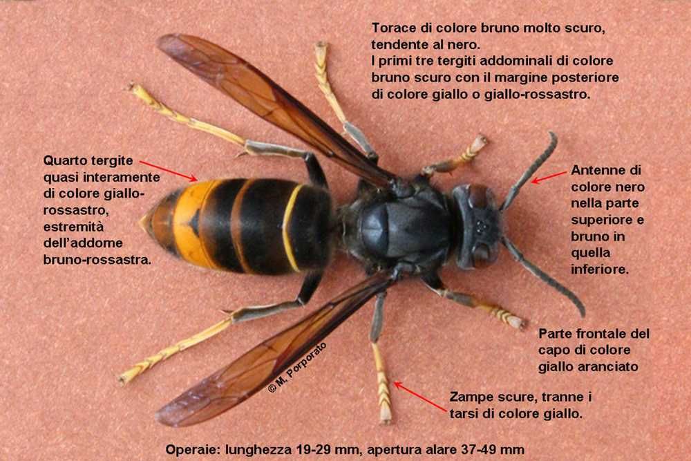 Vespa velutina, l'appello di Fedagripesca Toscana: “Chi la vede faccia subito una segnalazione”