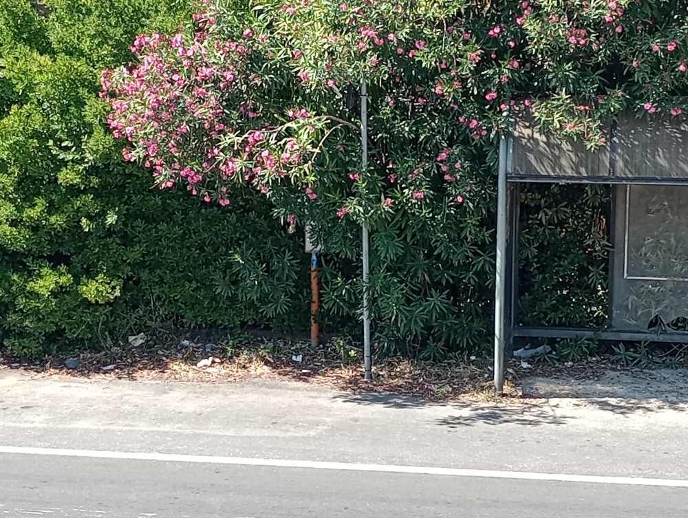Stagno, "la fermata dell'autobus nella giungla, servono le cesoie: una potatina?" - la segnalazione