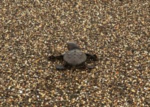 Nate 314 tartarughine Caretta Caretta dalla nursery di Rimigliano a San Vincenzo (Video)