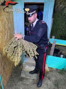 Nibbiaia, nella coltivazione di canapa “sativa” anche 500 grammi di canapa con THC oltre i limiti, denunciato un 43enne