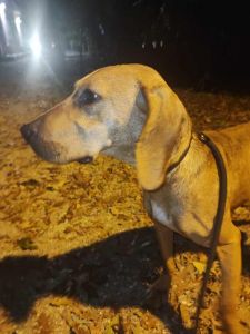 È ospite del canile comunale “La Cuccia nel Bosco” un cane smarrito trovato nel pomeriggio di ieri, lunedì 30 ottobre, mentre vagava fuori città, in via delle Sorgenti (acquedotto del Cisternino). Si tratta di un cane da caccia marroncino chiaro, sprovvisto di microchip. Il proprietario, o in sua assenza chi fosse interessato a prendersi cura di questo animale, può contattare l'operatore di turno del Canile al numero 366 198 9783 oppure il referente al numero 333 970 7752 (il Canile è aperto al pubblico dal lunedì al sabato in orario 9-13 e 14-17, la domenica e i giorni festivi solo al mattino dalle 9 alle 13). Per altre informazioni è possibile contattare l'Ufficio Tutela Animali ai numeri 0586 820.350-351 (cell 333 611 5042) in orario di ufficio oppure scrivere una mail a animali@comune.livorno.it