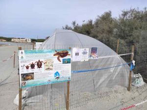 A Vada la prima cupola serra in Toscana per nidi di tartarughe marine