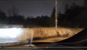 Rio Maggiore, l'acqua fuoriesce dalla spalletta del ponte in via dell'Ardenza