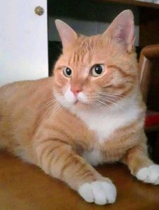 Smarrito Jhonny chi lo vede o lo trova contatti l'ufficio tutela animali