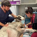 Pronto Soccorso animali