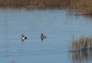 Fistione turco avvistato all'Oasi della Contessa, a Guasticce non solo Fenicotteri Rosa