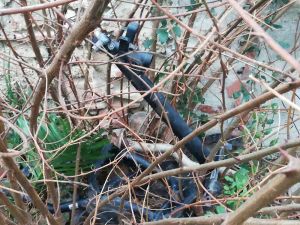 Libertà, dopo il taglio erba, spuntano le magagne la collinetta del mistero, il wc, marmitta auto e scooter sui rovi