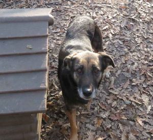 Cane meticcio femmina trovato in via del Littorale, si cerca il proprietario