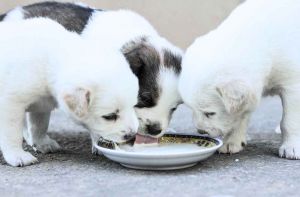 "Cuori Pelosi": Fai la Differenza Questo Natale, Rispondi all'Appello di A.L.C.A. e ATAPC per Nutrire gli Animali Abbandonati