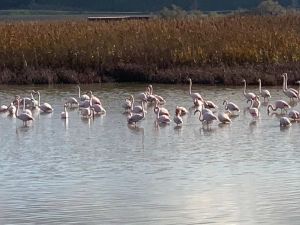 Stagno, i fenicotteri rosa fanno tappa all’Oasi della Contessa Come fare per vederli