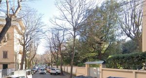 Albero pericolante, chiuso tratto di via Calzabigi