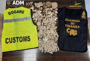 460 coralli tutelati sequestrati in porto da GdF e ADM