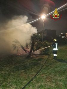 A fuoco palma ornamentale ad Antignano, probabile atto doloso