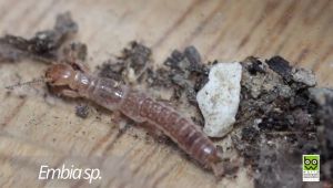 Insetti, la nuova specie scoperta all'isola d'Elba si chiamerà Embia ilvana