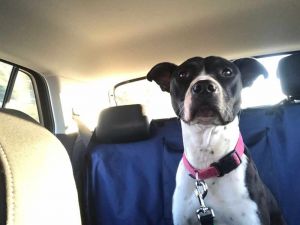 Minerva, pitbull di 10 mesi salvata da Oipa cerca casa