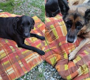 Innamorati di Loro: Adotta un Labrador o una Dolce Pastore Tedesco