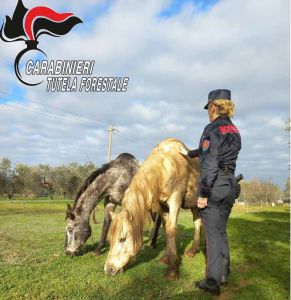 Teneva i cavalli in scarse condizioni igieniche, denunciato un 57enne