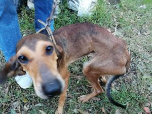 Oipa salva sei cani pelle e ossa relegati in box 