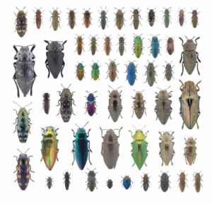 I gioielli nascosti dell'Arcipelago Toscano, i coleotteri dai colori metallici