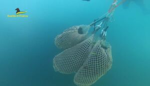 Sequestrati e rigettati in mare oltre 1800 ricci pescati alla Meloria