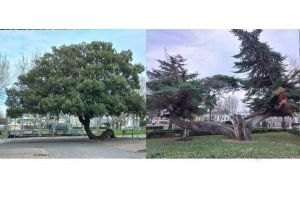 Un cipresso e una quercia nell'albo degli alberi monumentali del Comune di Rosignano