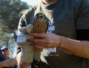 Liberazione emozionante nel parco di villa Corridi: quattro Gheppi tornano in libertà
