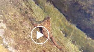 Sul Romito anche i polpi prendono il sole (Video)