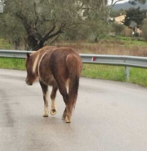 Cavallino cieco vaga per strada, municipale lo riporta a casa