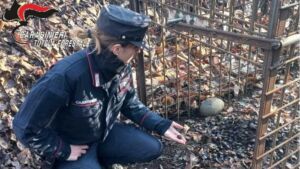 Gabbia venatoria illegale sequestrata a Collesalvetti