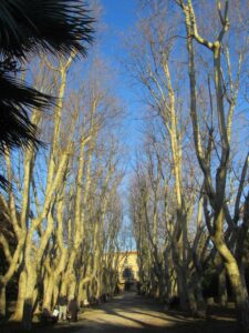 Bilancio arboreo e consumo di suolo: il commento di undici associazioni e comitati ambientalisti