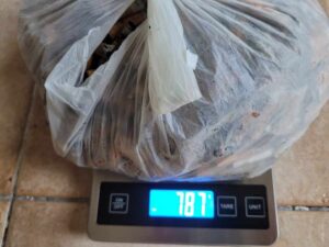 Operazione Cigarette butt, 787 grammi di mozziconi raccolti da Mister Green in centro città (2)