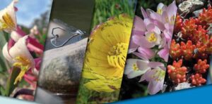 Bioblitz Colline Livornesi e Incontro Propedeutico, due eventi organizzati dal WWF