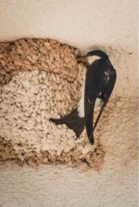 Lipu, se vuoi meno zanzare tieni la rondine sotto al tetto