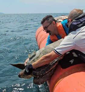 Agata e Calandrino tornano in mare, le tartarughe caretta caretta rilasciate al largo delle Secche della Meloria
